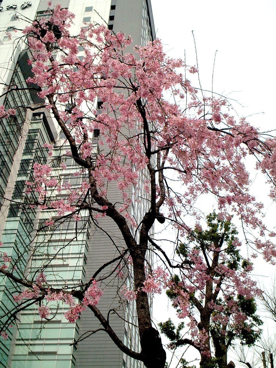シダレザクラ(枝垂桜)【かぎけんWEB】