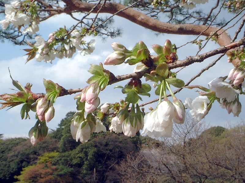 オオシマザクラ(大島桜)【かぎけんWEB】
