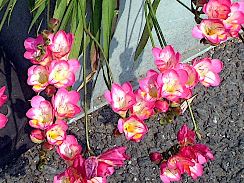freesia