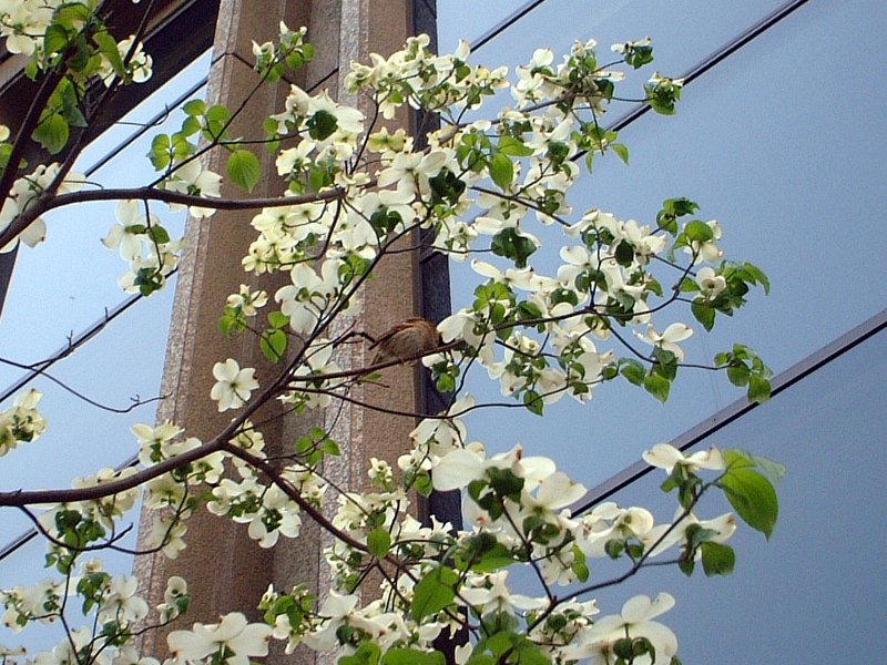 ハナミズキ 花水木 かぎけんweb ハナミズキ 花水木 かぎけんweb