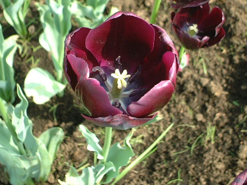 `[bv(Tulip)