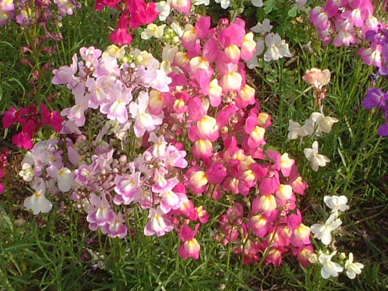 iA}bJiiLinaria maroccanaj