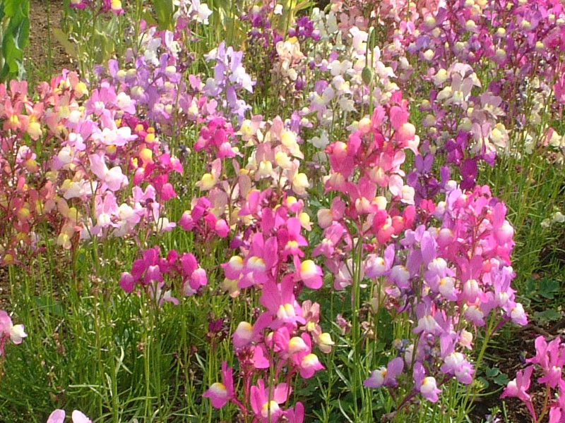 iA}bJiiLinaria maroccanaj