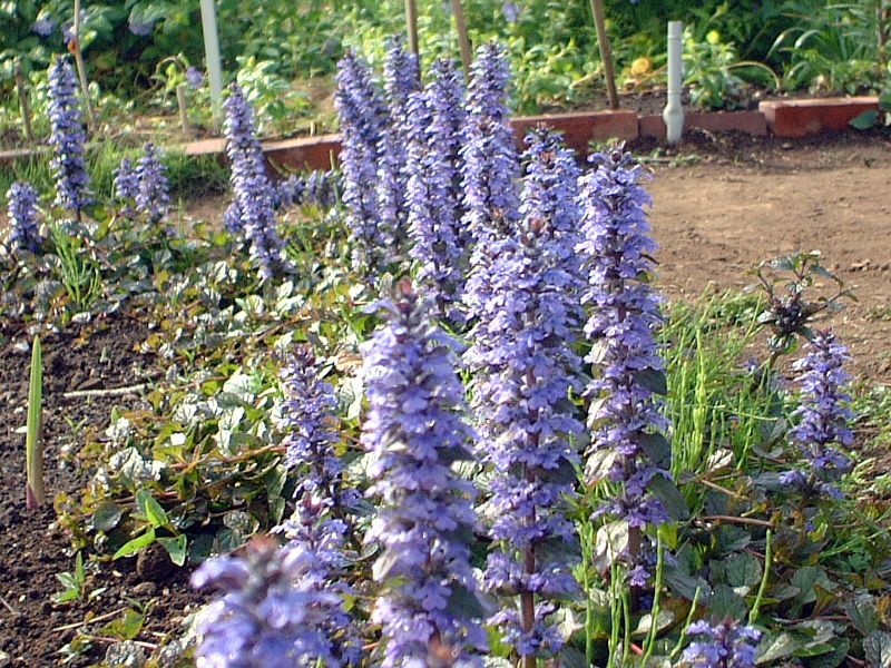 AWK(Ajuga)