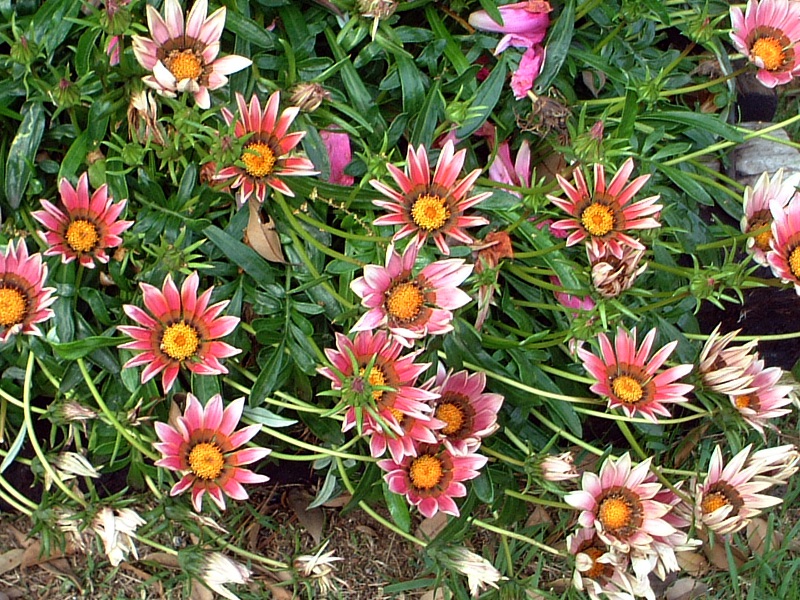 KUjA(Gazania)