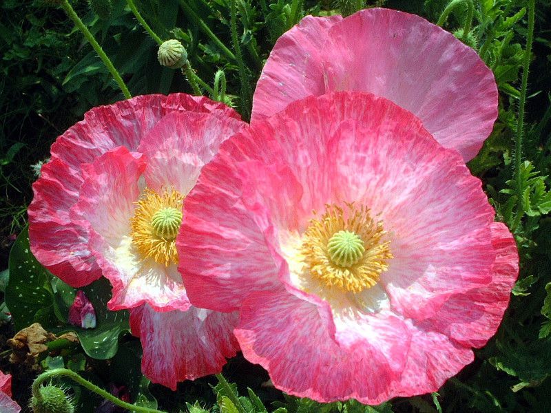 アイスランドポピー Iceland Poppy かぎけんweb