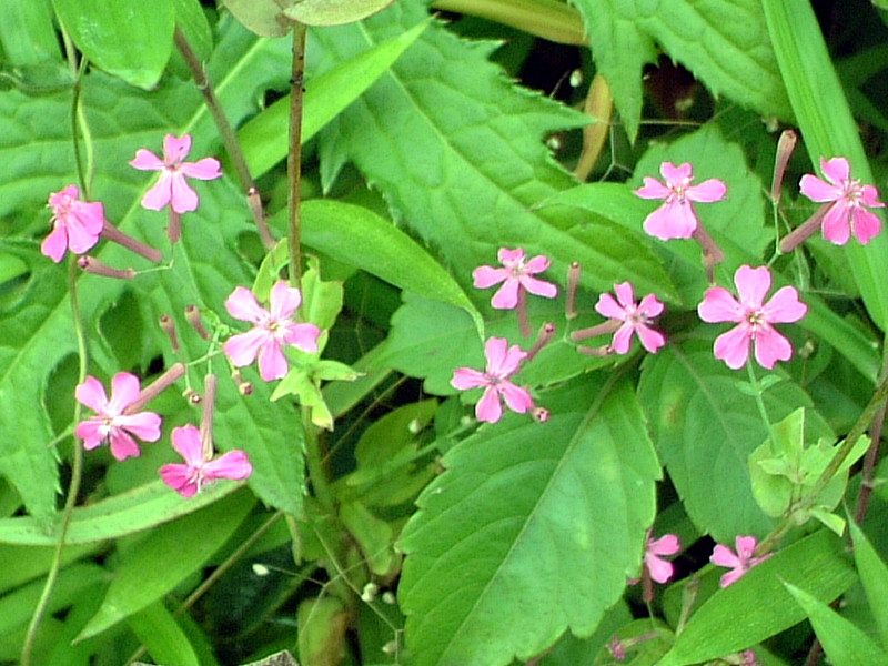 ムシトリナデシコ 虫取撫子 かぎけんweb