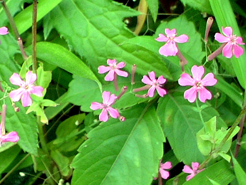 ムシトリナデシコ 虫取撫子 かぎけんweb ムシトリナデシコ 虫取撫子 かぎけんweb