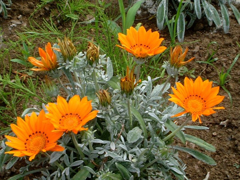 KUjA(Gazania)