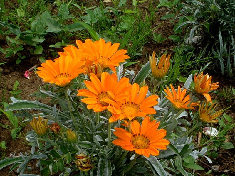 KUjA(Gazania)