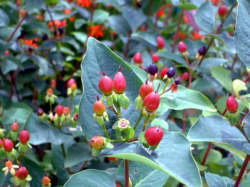 qyJ(Hypericum)