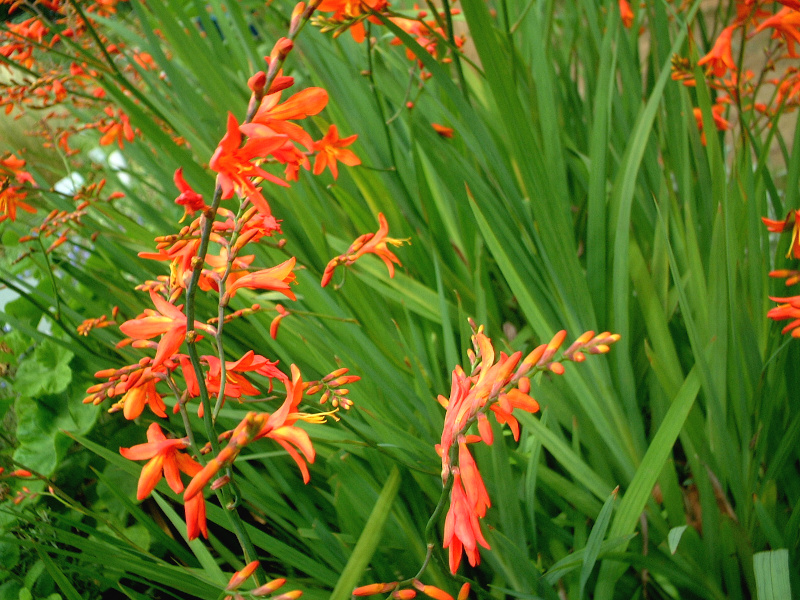 NRX~A(Crocosmia)