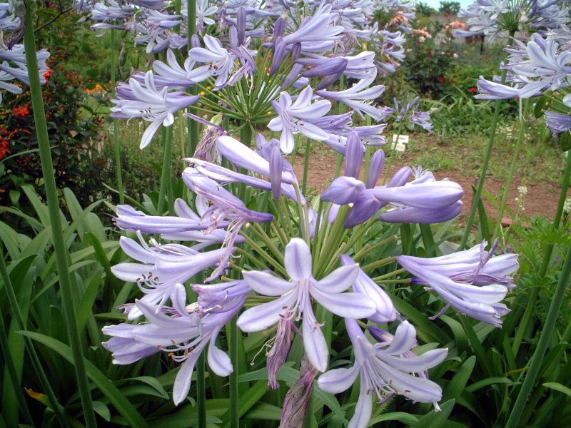 Agapanthus