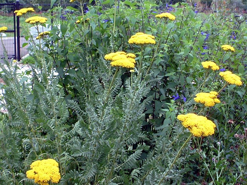 アキレア Achillea ヤロウ Yarrow かぎけんweb