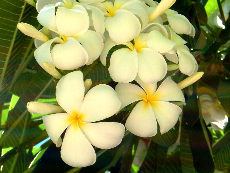 vA(Plumeria)