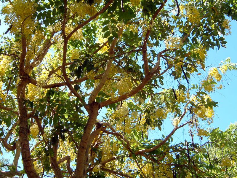 S[fV[Ec[(Golden Shower tree)