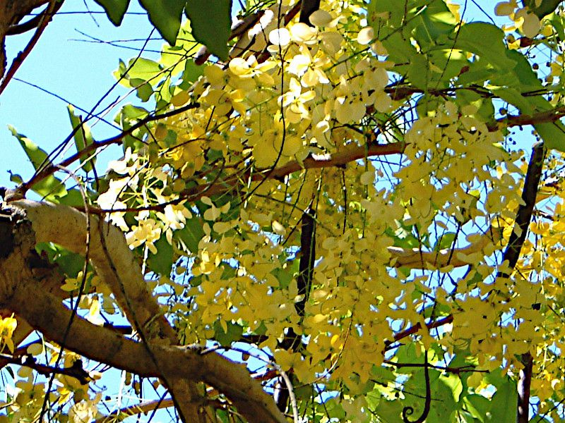 ゴールデンシャワー ツリー Golden Shower Tree かぎけんweb ゴールデンシャワー ツリー Golden Shower Tree かぎけんweb