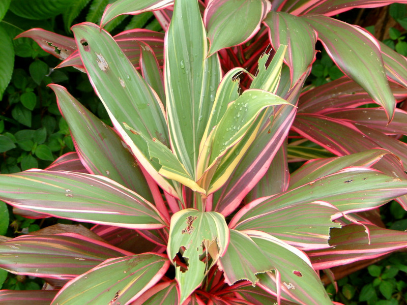 R[fBlEe~iX(Cordyline Terminalis)