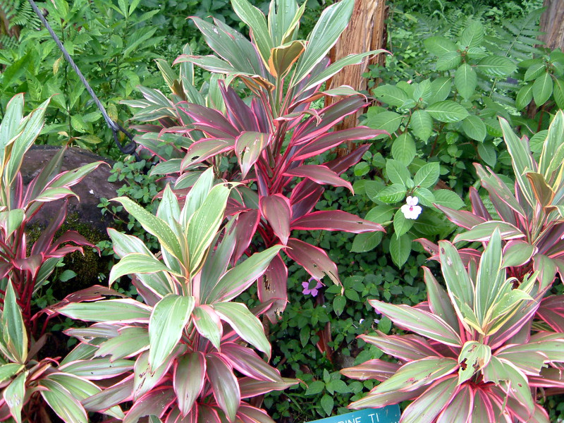 R[fBlEe~iX(Cordyline Terminalis)