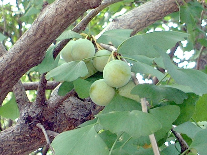 イチョウ 公孫樹 かぎけんweb