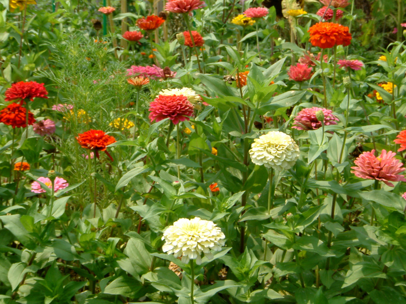 WjA(Zinnia)