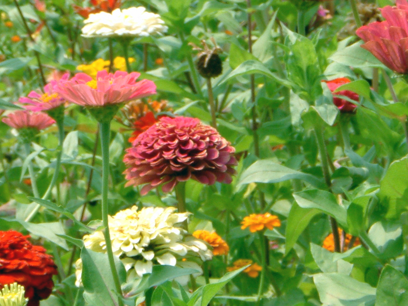 WjA(Zinnia)