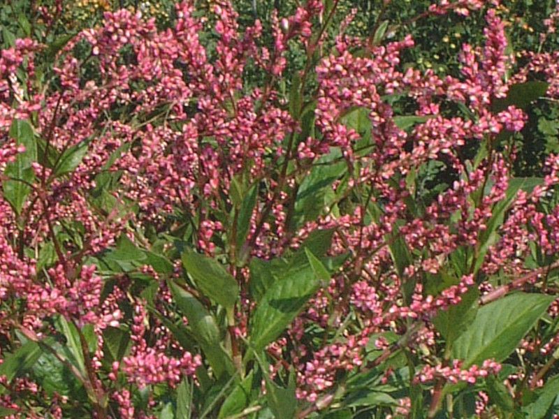 ア行の花図鑑 アイウエオ かぎけんweb