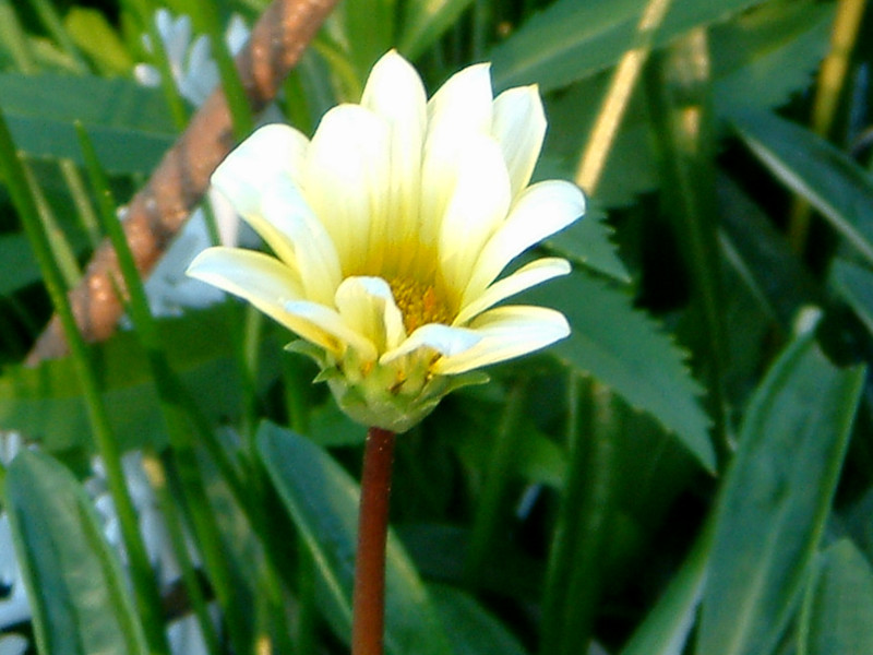 KUjA(Gazania)