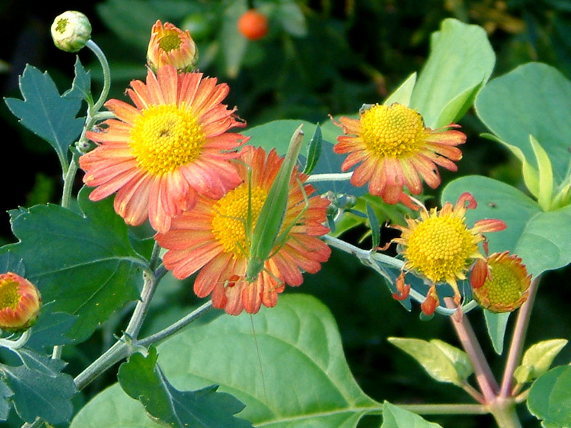 ジニア Zinnia かぎけんweb ジニア Zinnia かぎけんweb