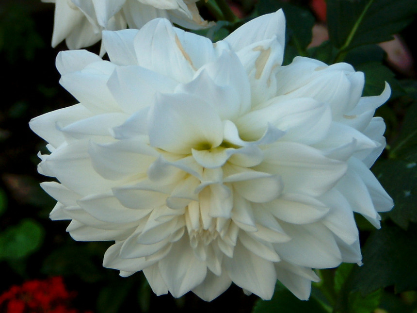 _A(Dahlia)