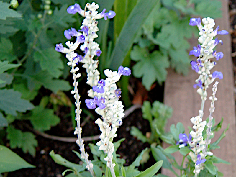 TrAEt@iZAiSalvia farinaceaj