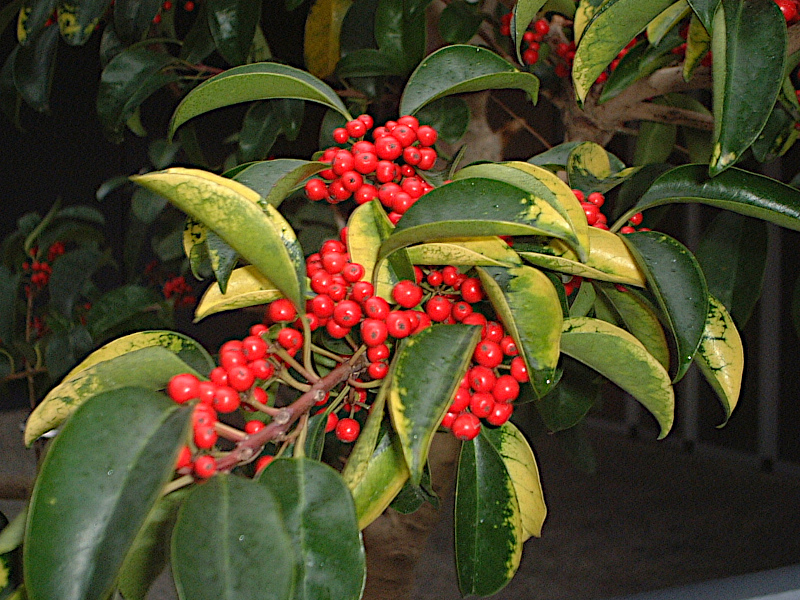sJT(Pyracantha)
