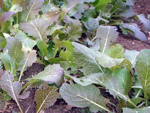 ノザワナ 野沢菜 かぎけんweb