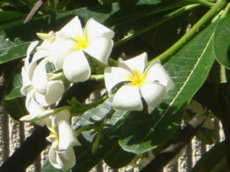 vA(Plumeria)
