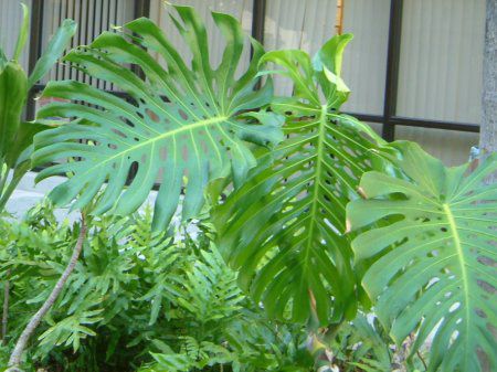 Xe(Monstera)