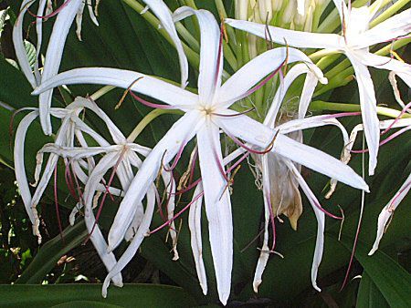 Ni(Crinum)