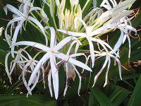 Ni(Crinum)28