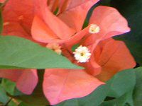 u[QrA(Bougainvillea)