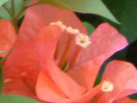 u[QrA(Bougainvillea)