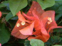 u[QrA(Bougainvillea)