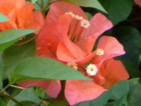 u[QrA(Bougainvillea)