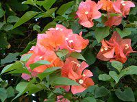 u[QrA(Bougainvillea)