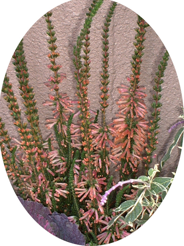 erica-christmas-parade