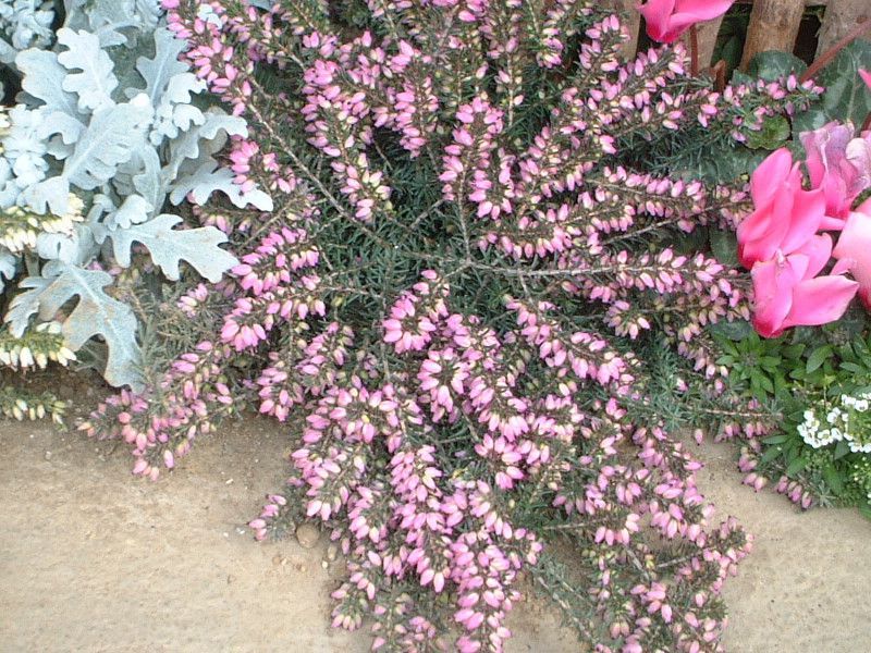 GJE_[CGVX(Erica darleyensis)F