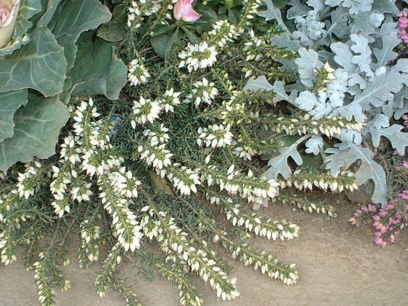 GJE_[CGVX(Erica darleyensis)