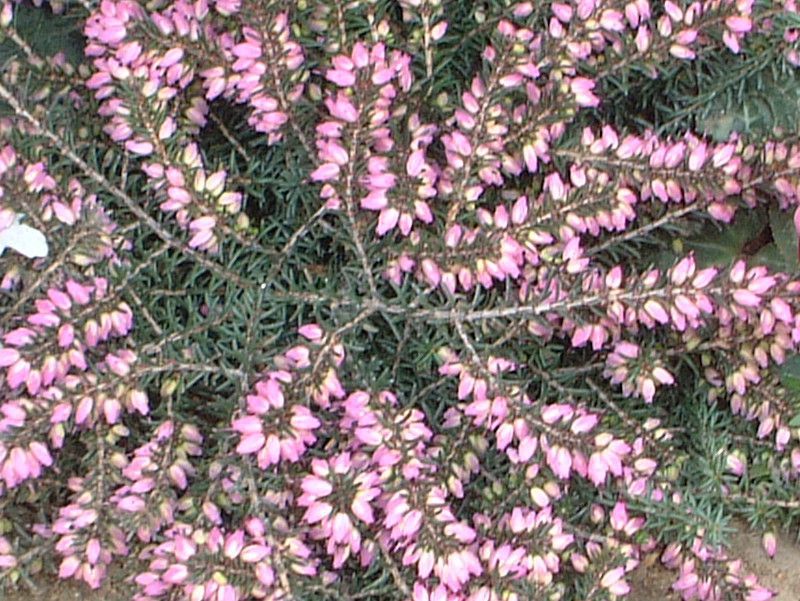 GJE_[CGVX(Erica darleyensis)F