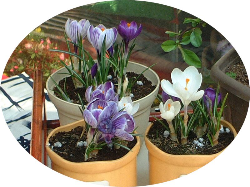 NbJX(Crocus)