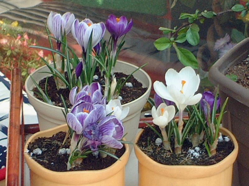 クロッカス Crocus かぎけんweb