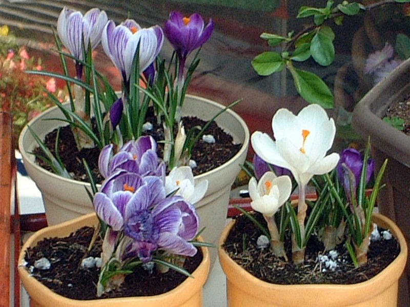 �N���b�J�X(Crocus)