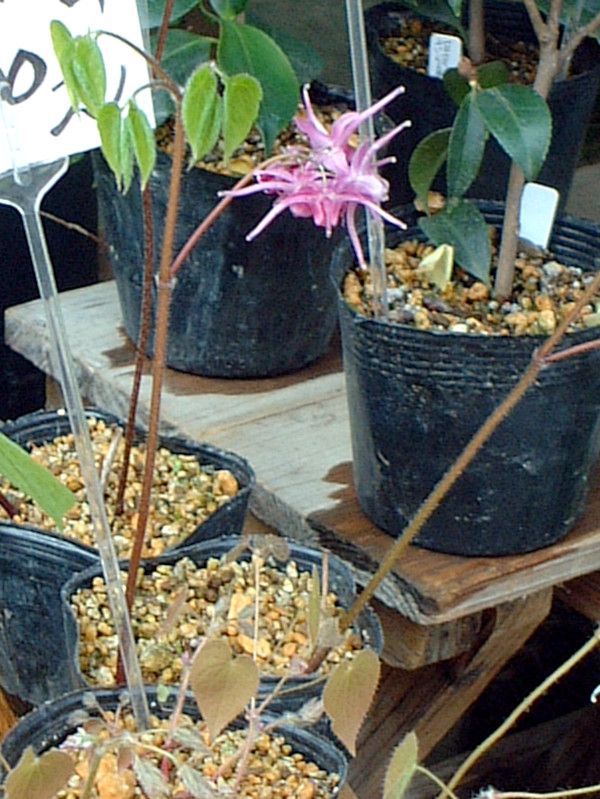 トキワイカリソウ(常盤碇草)